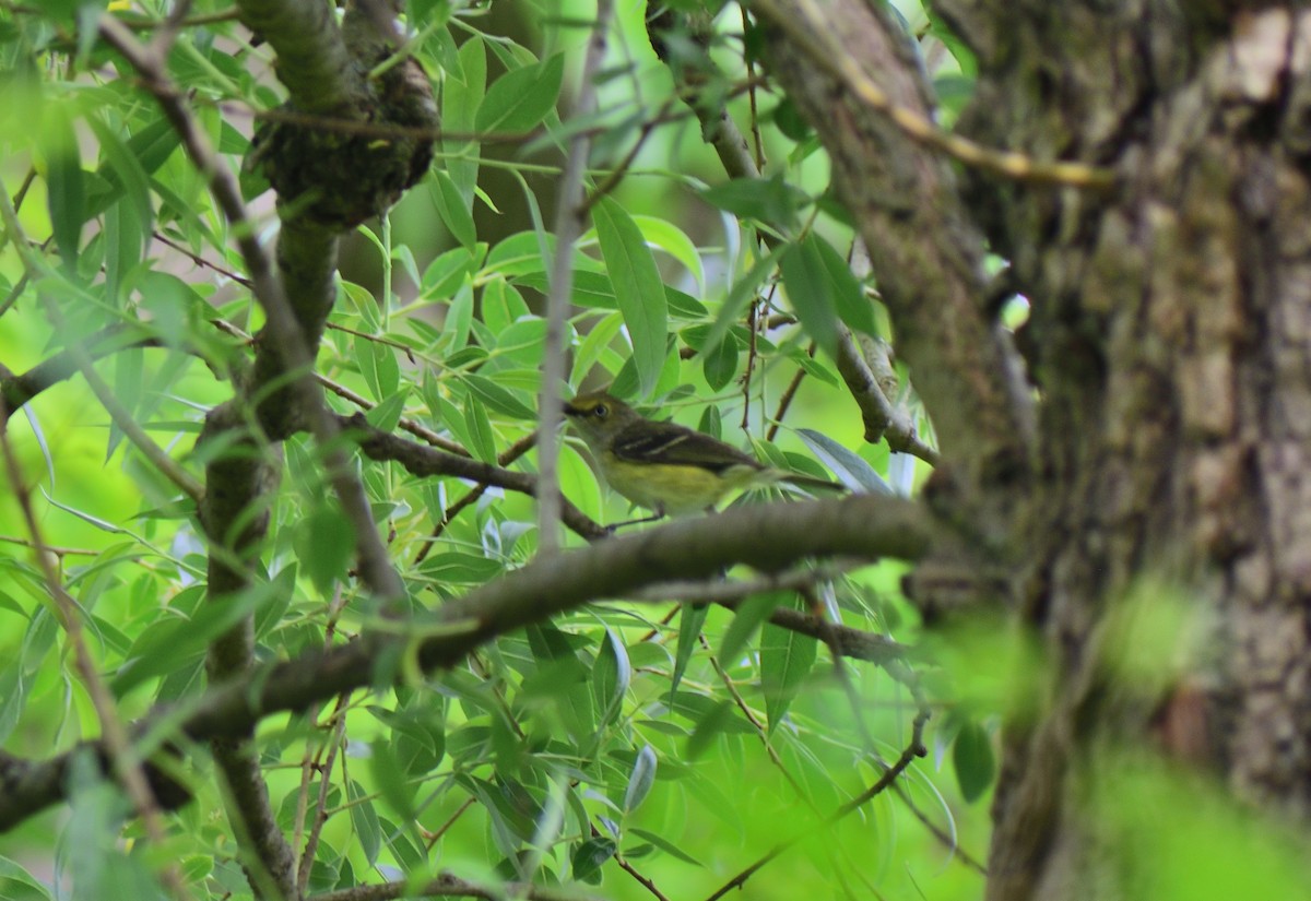 White-eyed Vireo - Matt Hall