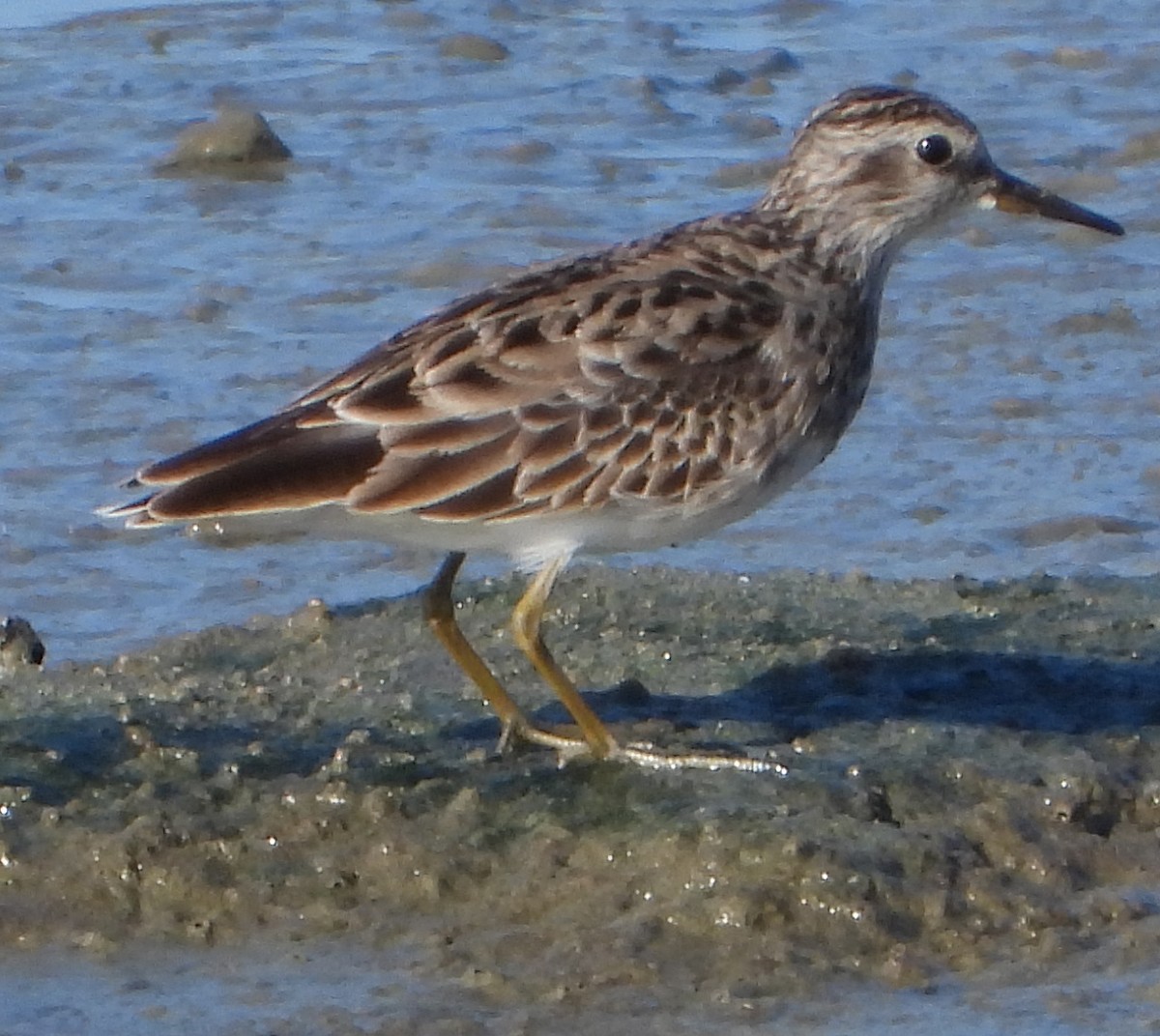 Long-toed Stint - ML612862994