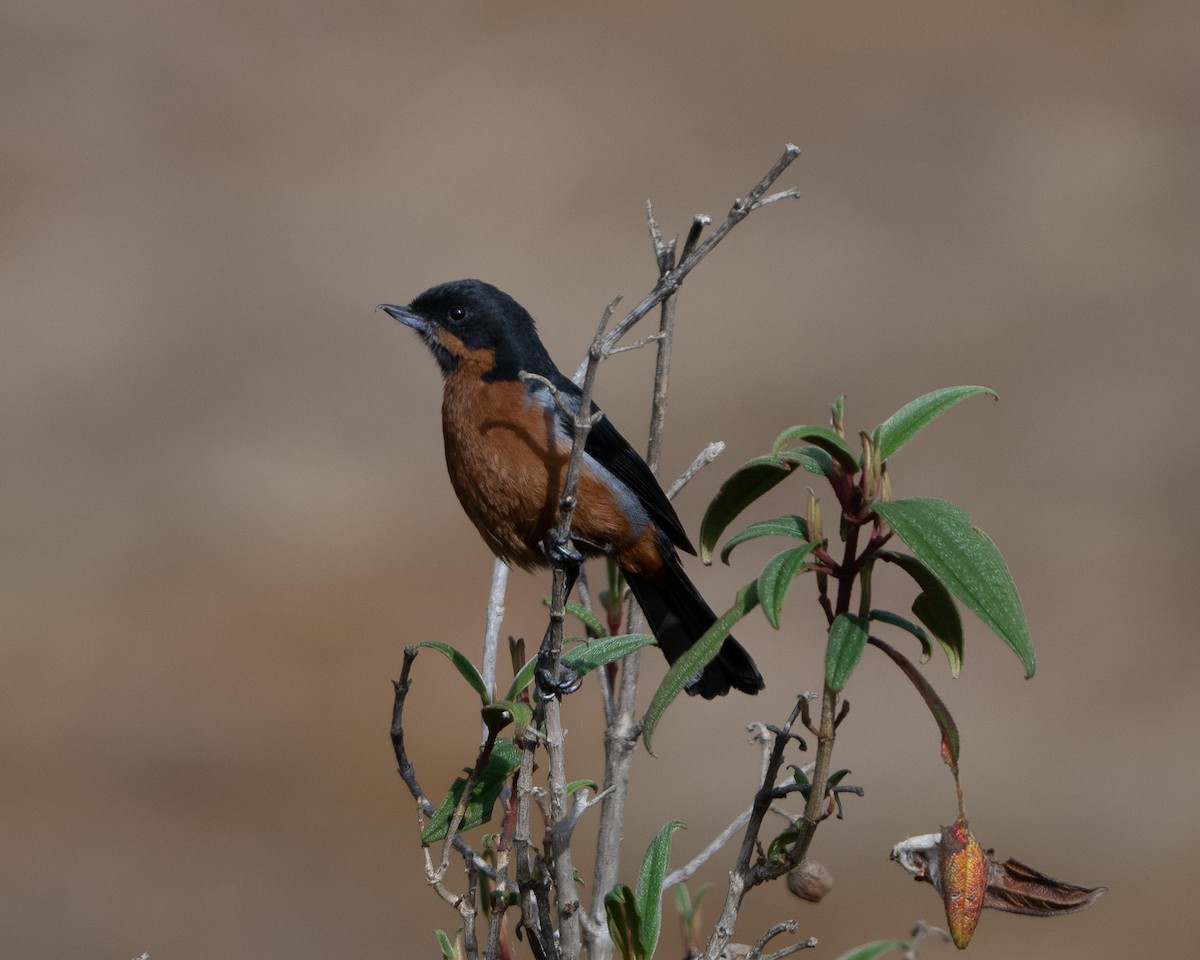 Black-throated Flowerpiercer - ML612862997