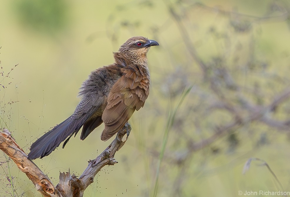 White-browed Coucal - ML612863001