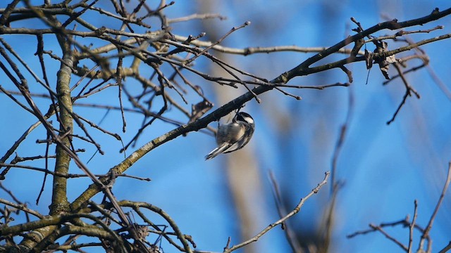 Carolina Chickadee - ML612863003