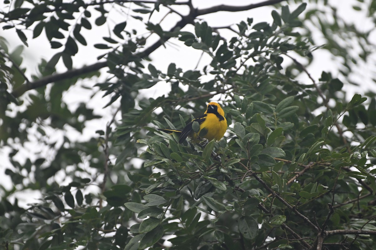 Oriole à queue jaune - ML612863022