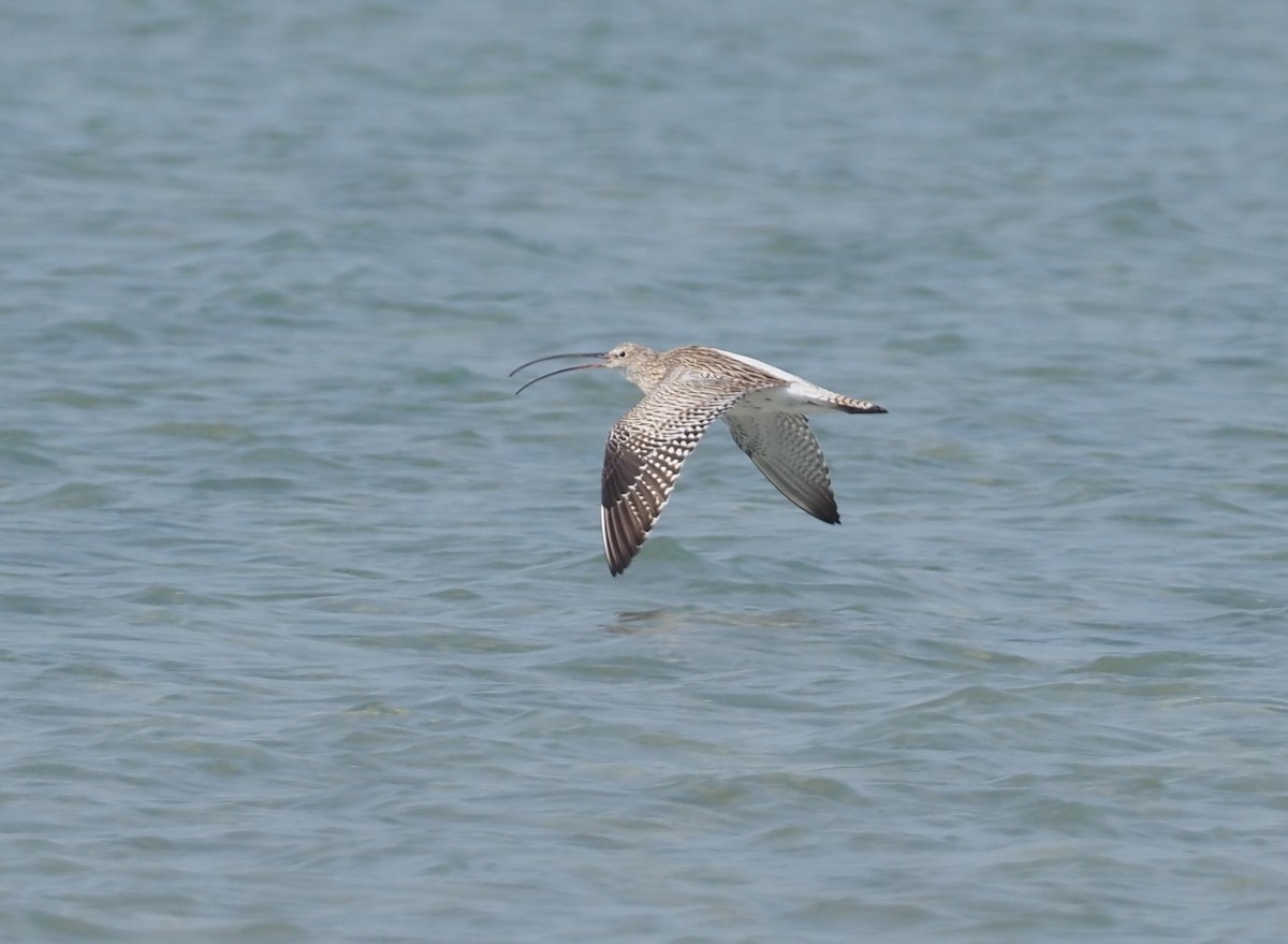 Eurasian Curlew - ML612863054