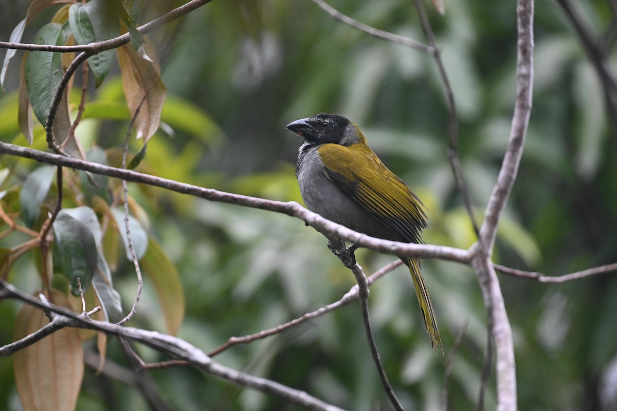 Black-headed Saltator - ML612863076