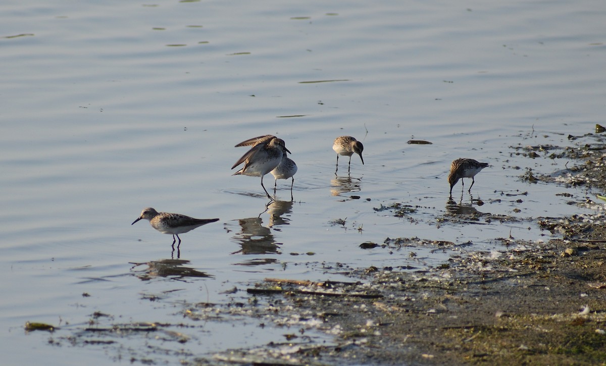 Weißbürzel-Strandläufer - ML612863084