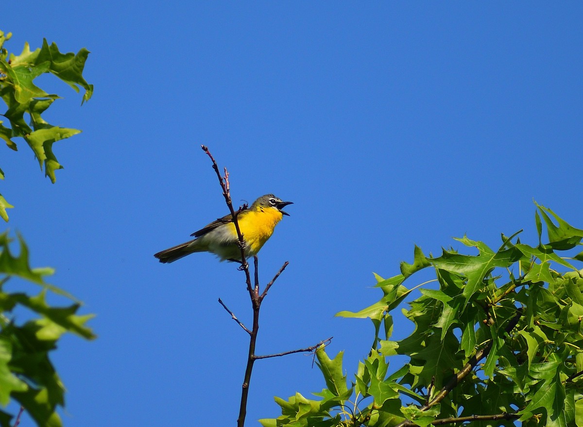 Yellow-breasted Chat - Matt Hall