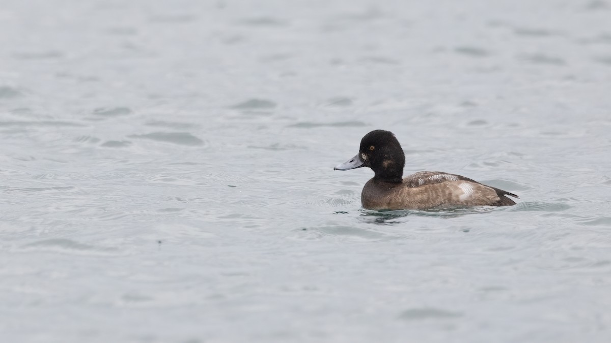 Lesser Scaup - ML612863130