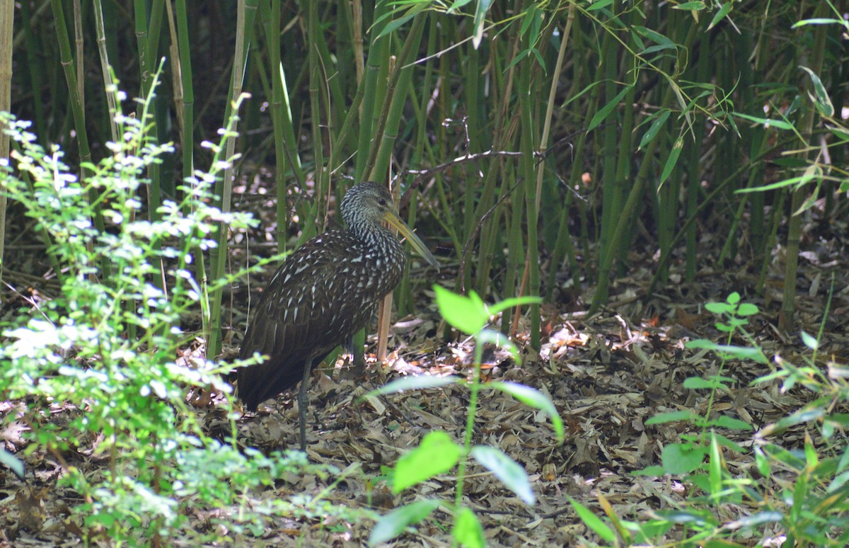 Limpkin - Matt Hall