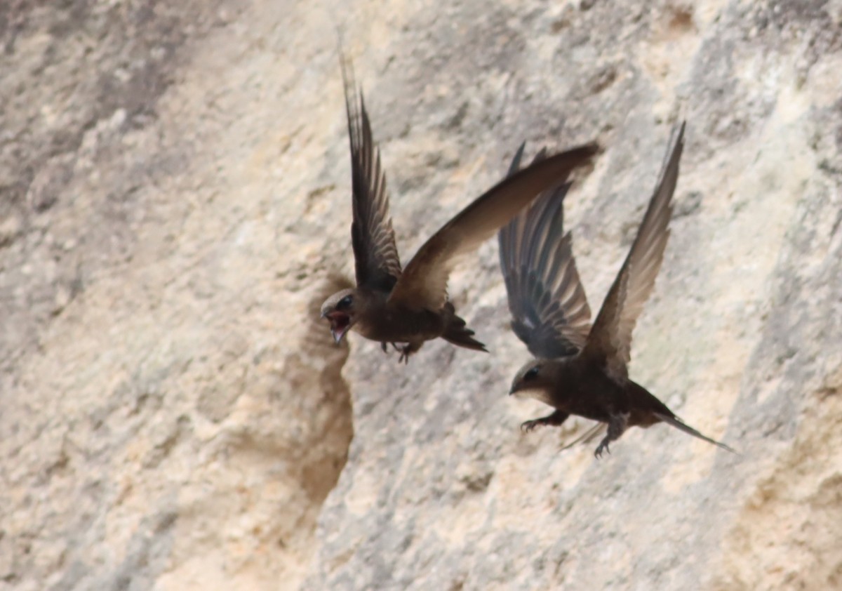 Malagasy Swift - ML612863136