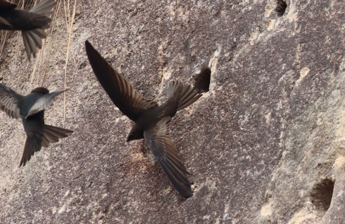 Malagasy Swift - ML612863139