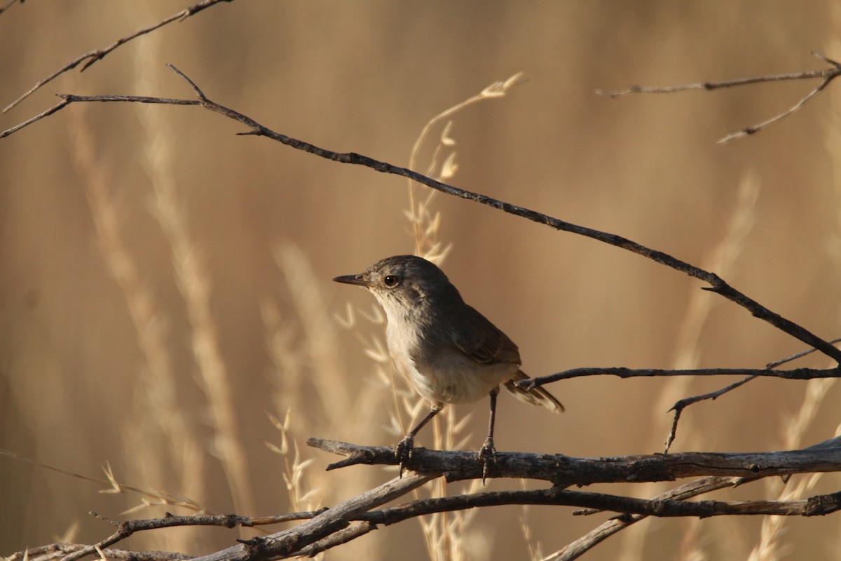 Slaty-backed Thornbill - ML612863151