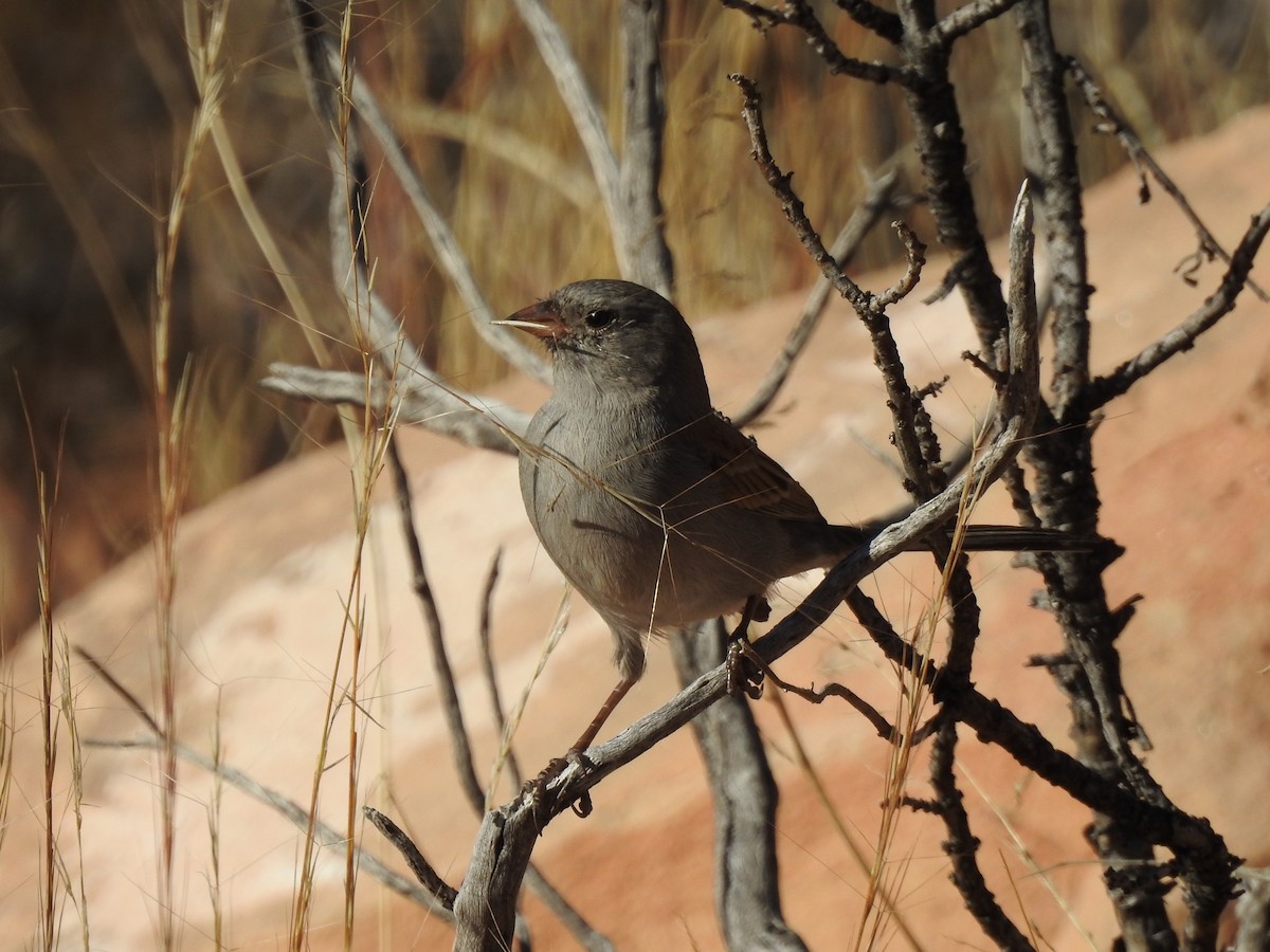 Black-chinned Sparrow - ML612863181