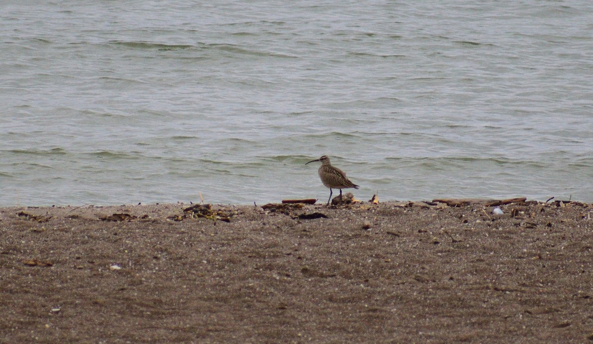 Whimbrel - Matt Hall