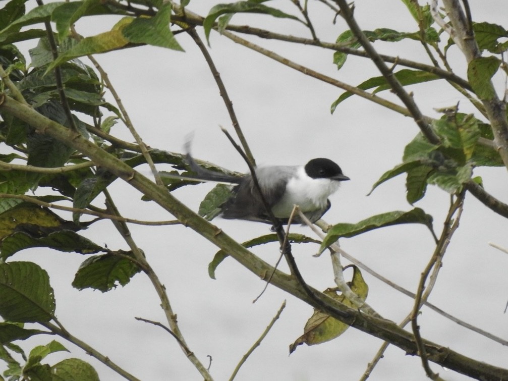 Fork-tailed Flycatcher - ML612863190