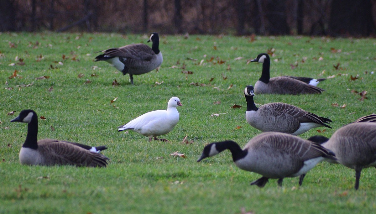 Ross's Goose - ML612863249