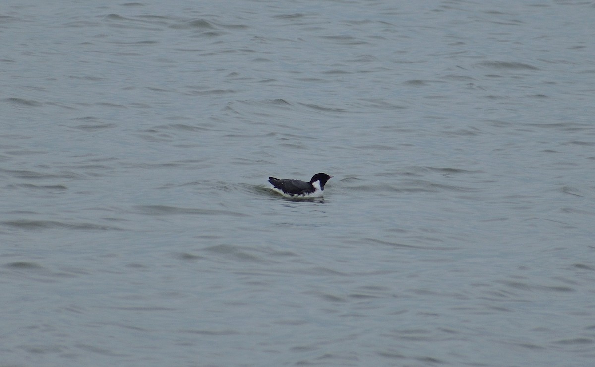 Guillemot à cou blanc - ML612863298