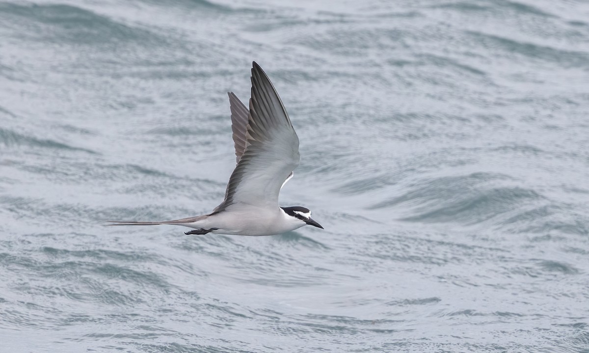 Bridled Tern - Paul Fenwick