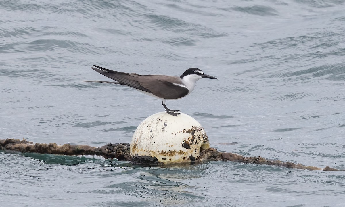 Bridled Tern - Paul Fenwick