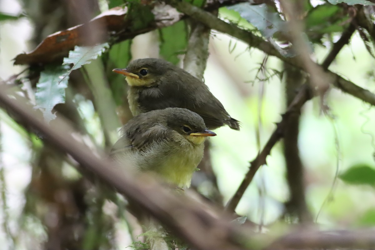 Wedge-tailed Jery - ML612863385