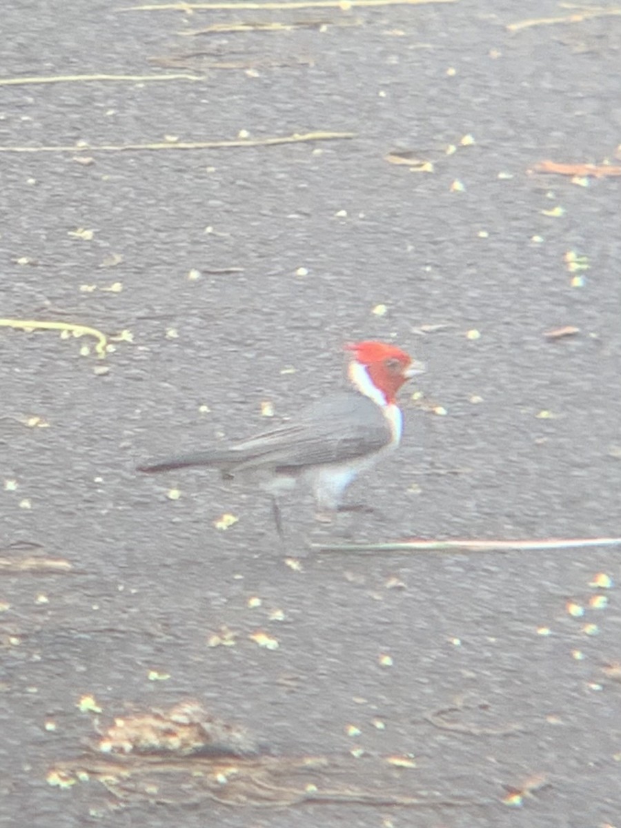 Red-crested Cardinal - Brady Higginbotham