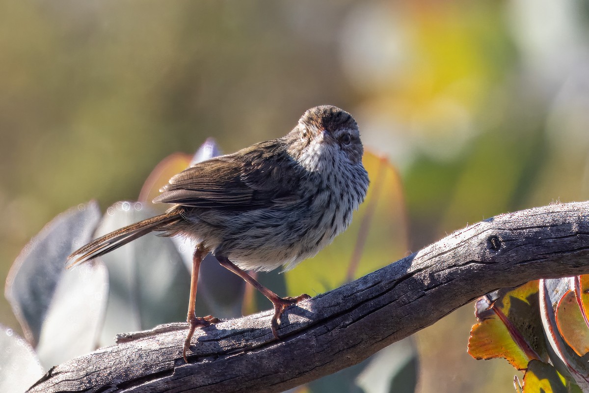 Western Fieldwren - ML612863480