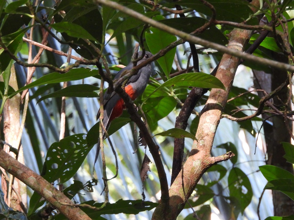 Kara Kuyruklu Trogon - ML612863630