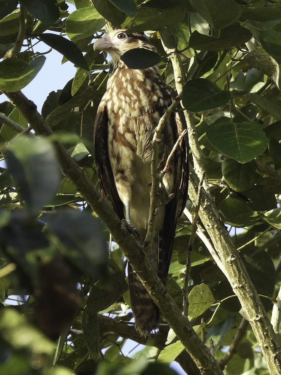 Yellow-headed Caracara - Astrid Taen