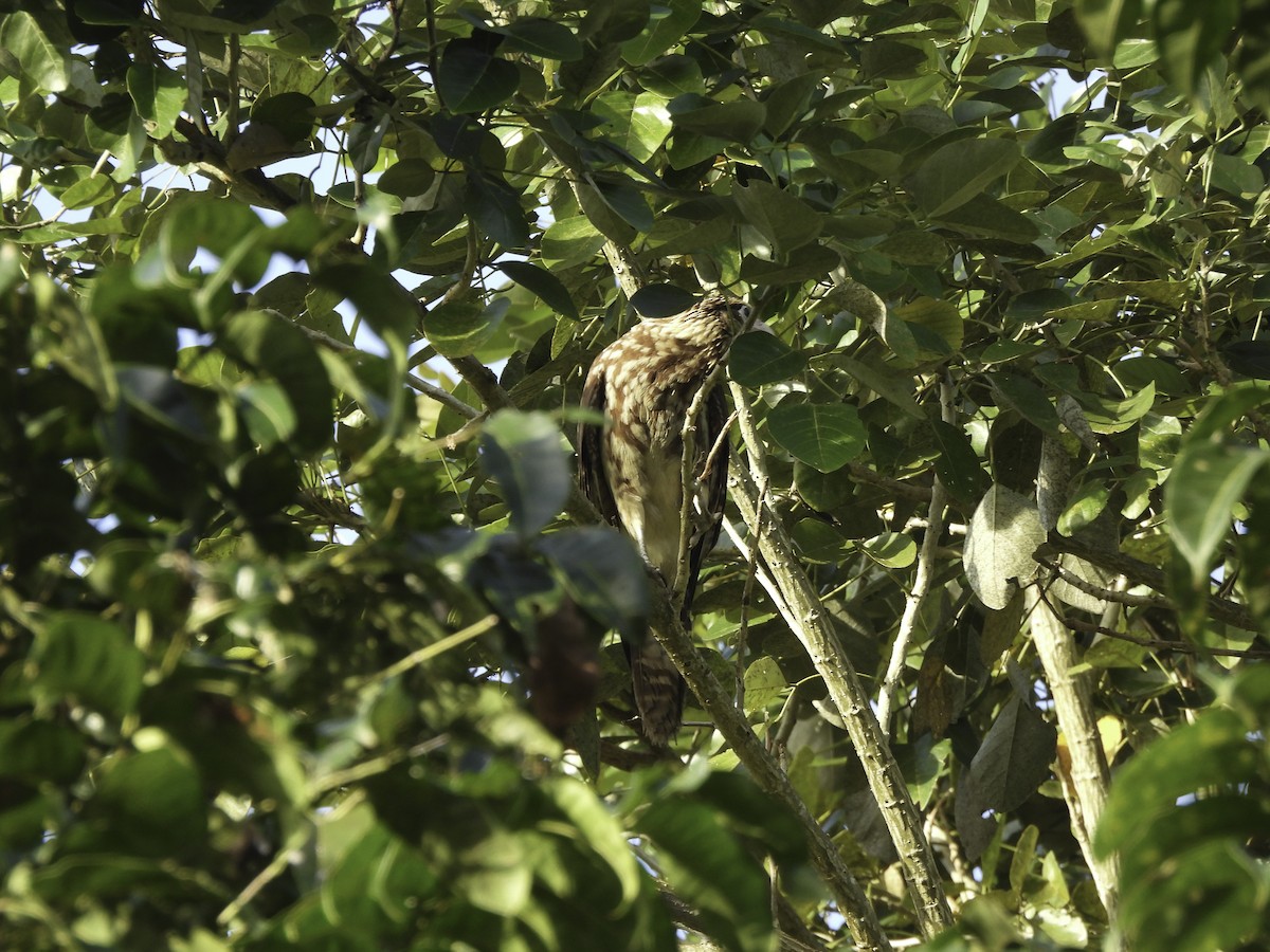 Caracara Chimachima - ML612863651