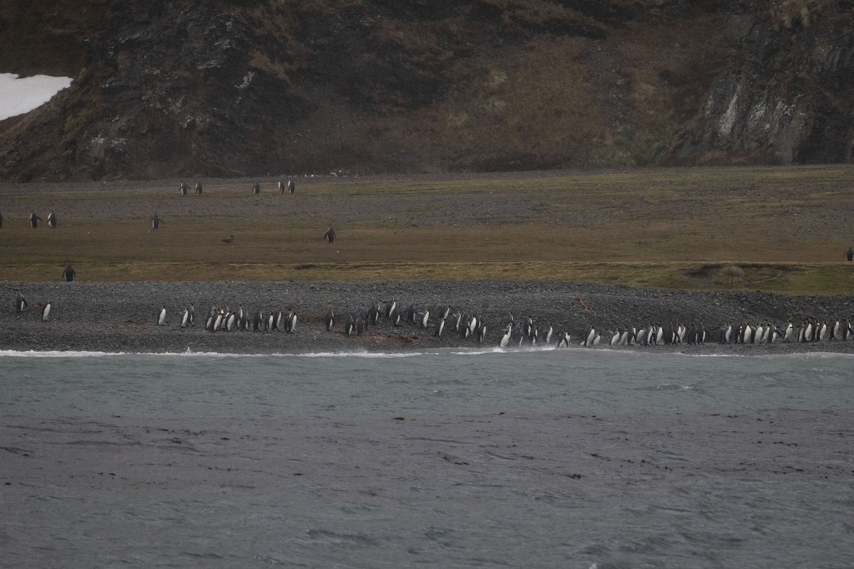 tučňák patagonský - ML612863660