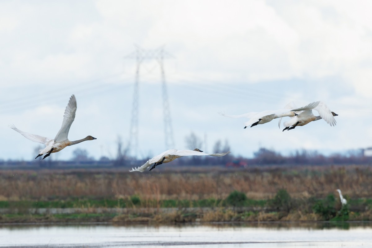 Tundra Swan - ML612863675