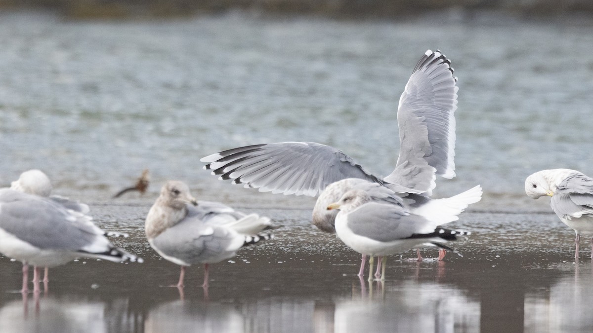 Iceland Gull (Thayer's) - ML612863696