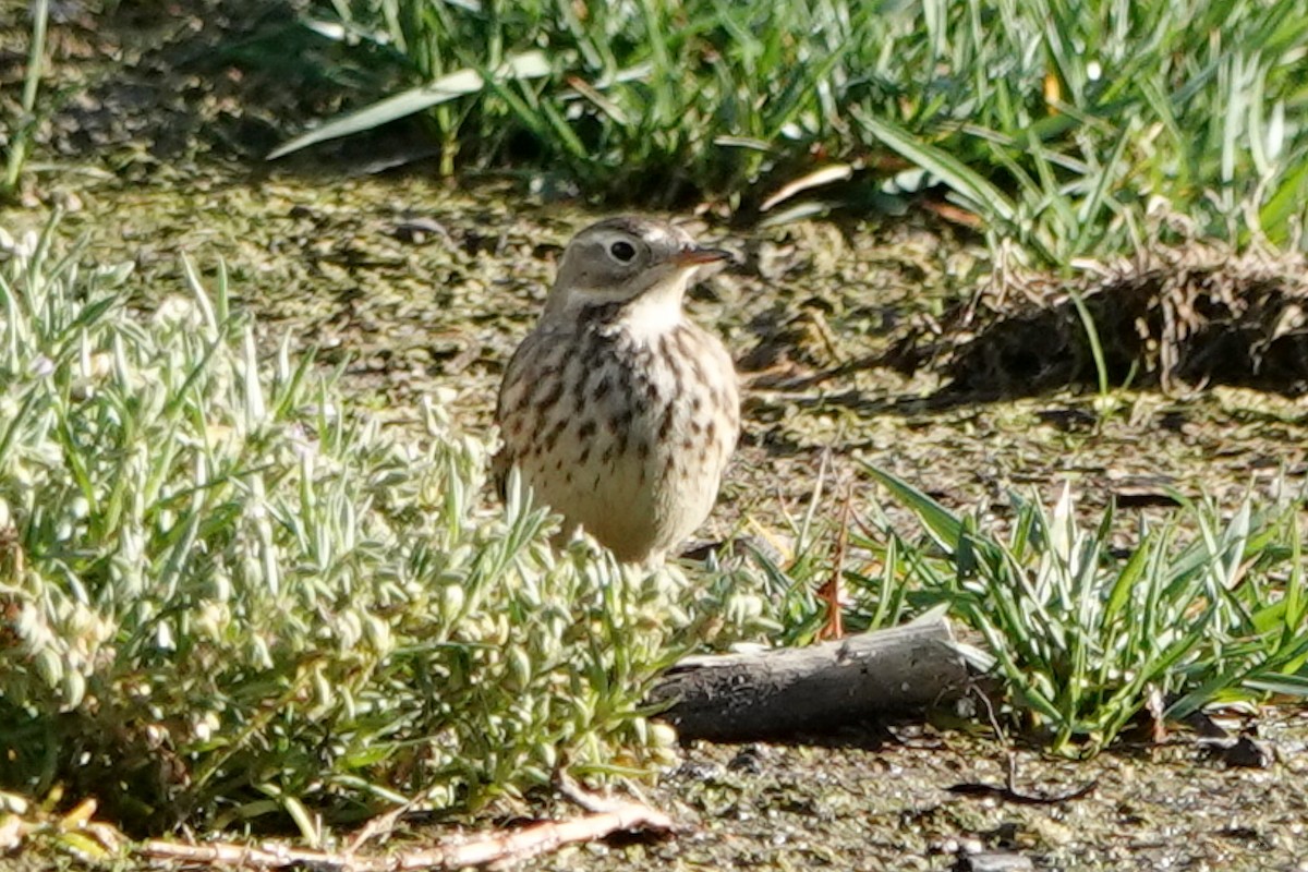 American Pipit - ML612863754