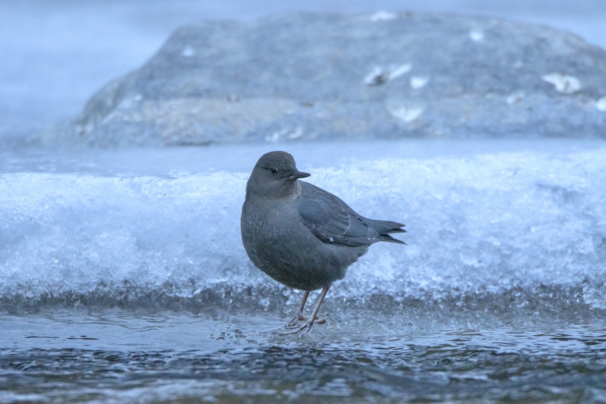 Grauwasseramsel - ML612863804