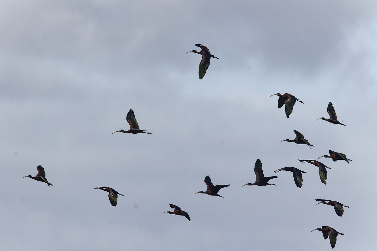 Glossy Ibis - ML612863870