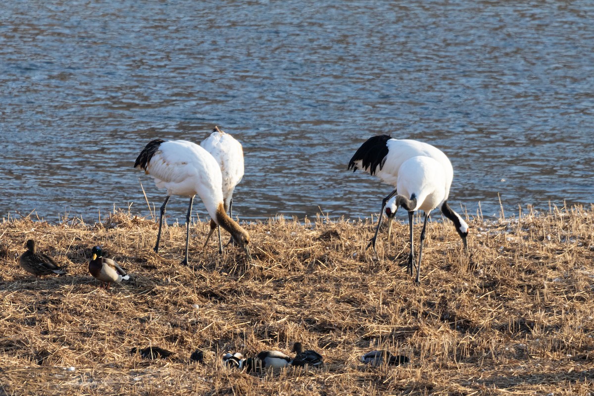 Red-crowned Crane - ML612863873