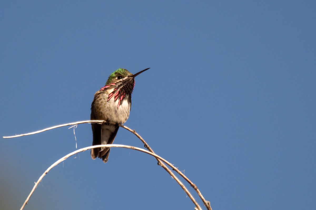 Calliope Hummingbird - ML612863893