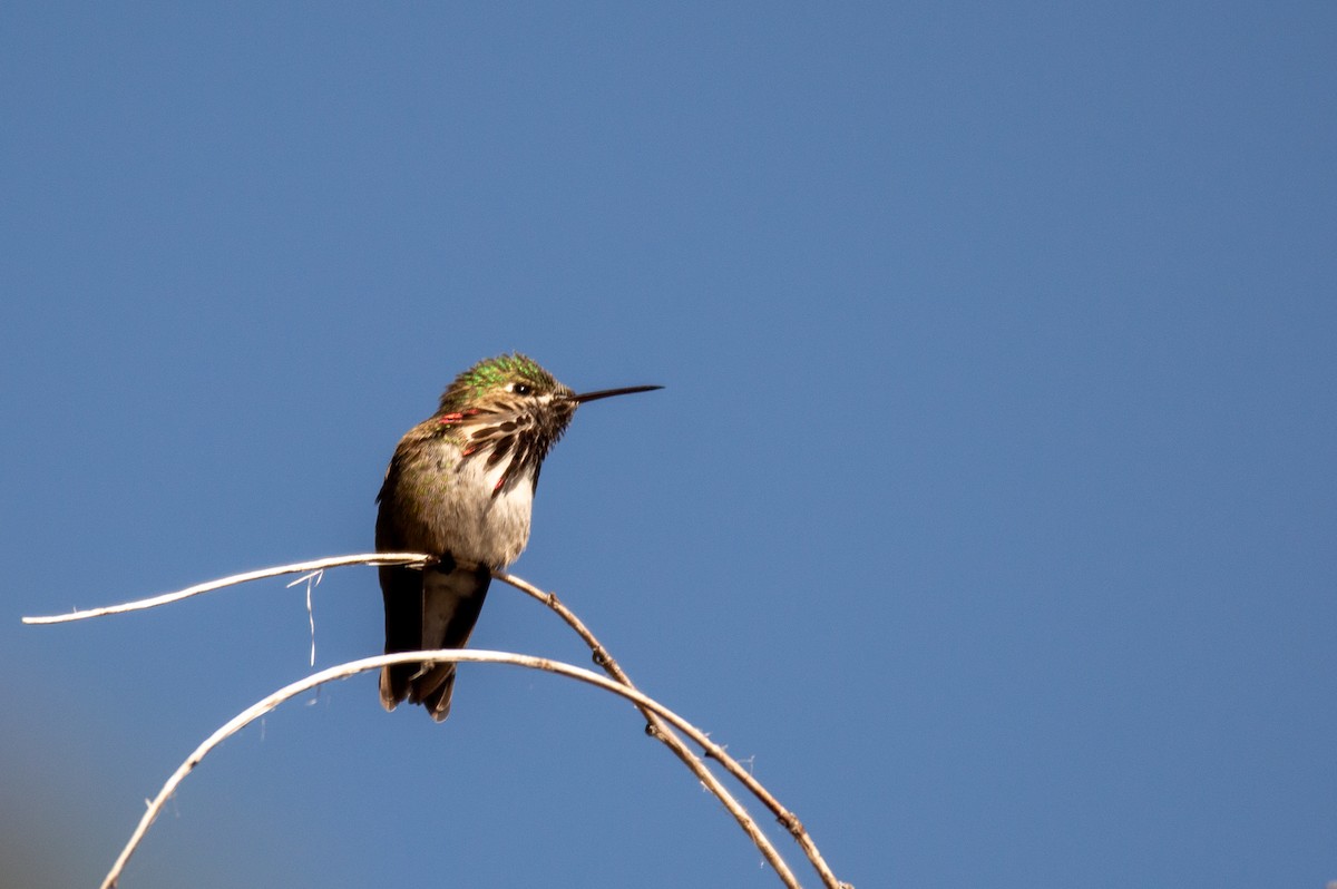 Calliope Hummingbird - ML612863894