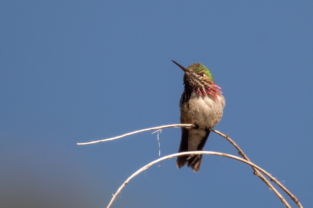 Calliope Hummingbird - ML612863895