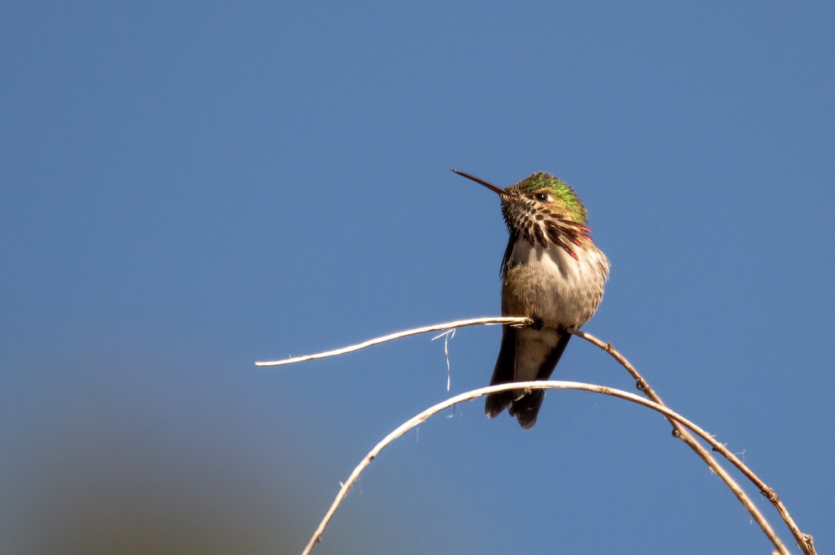 Calliope Hummingbird - ML612863896