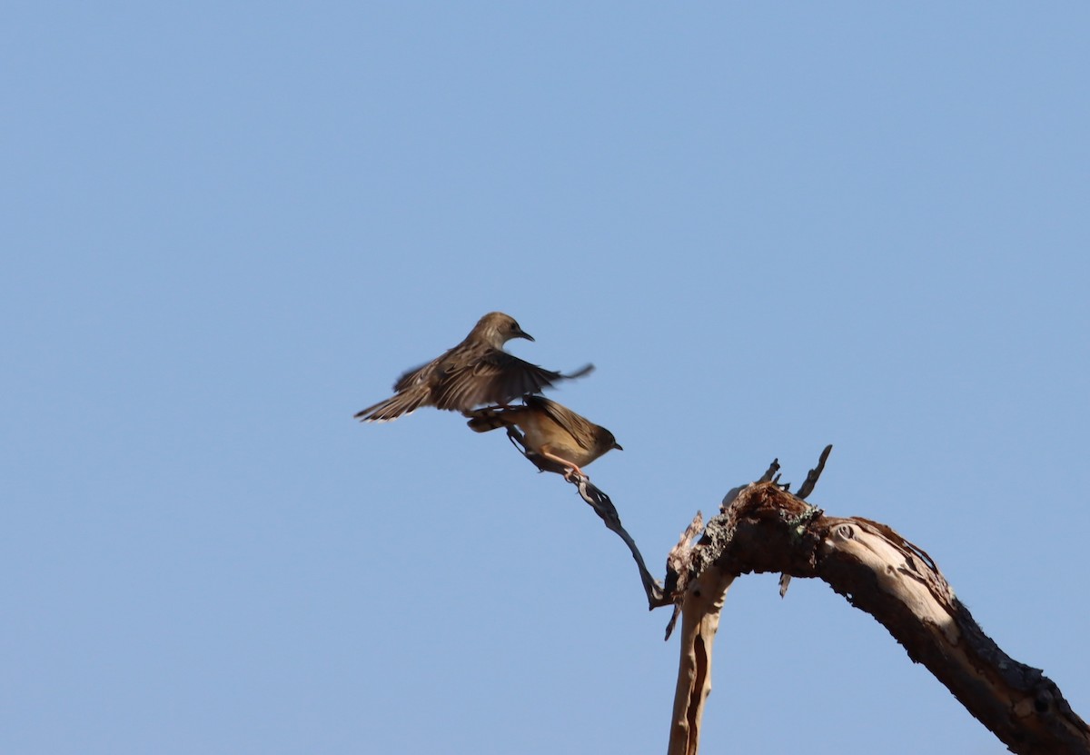 Madagascar Cisticola - Thomas Plath