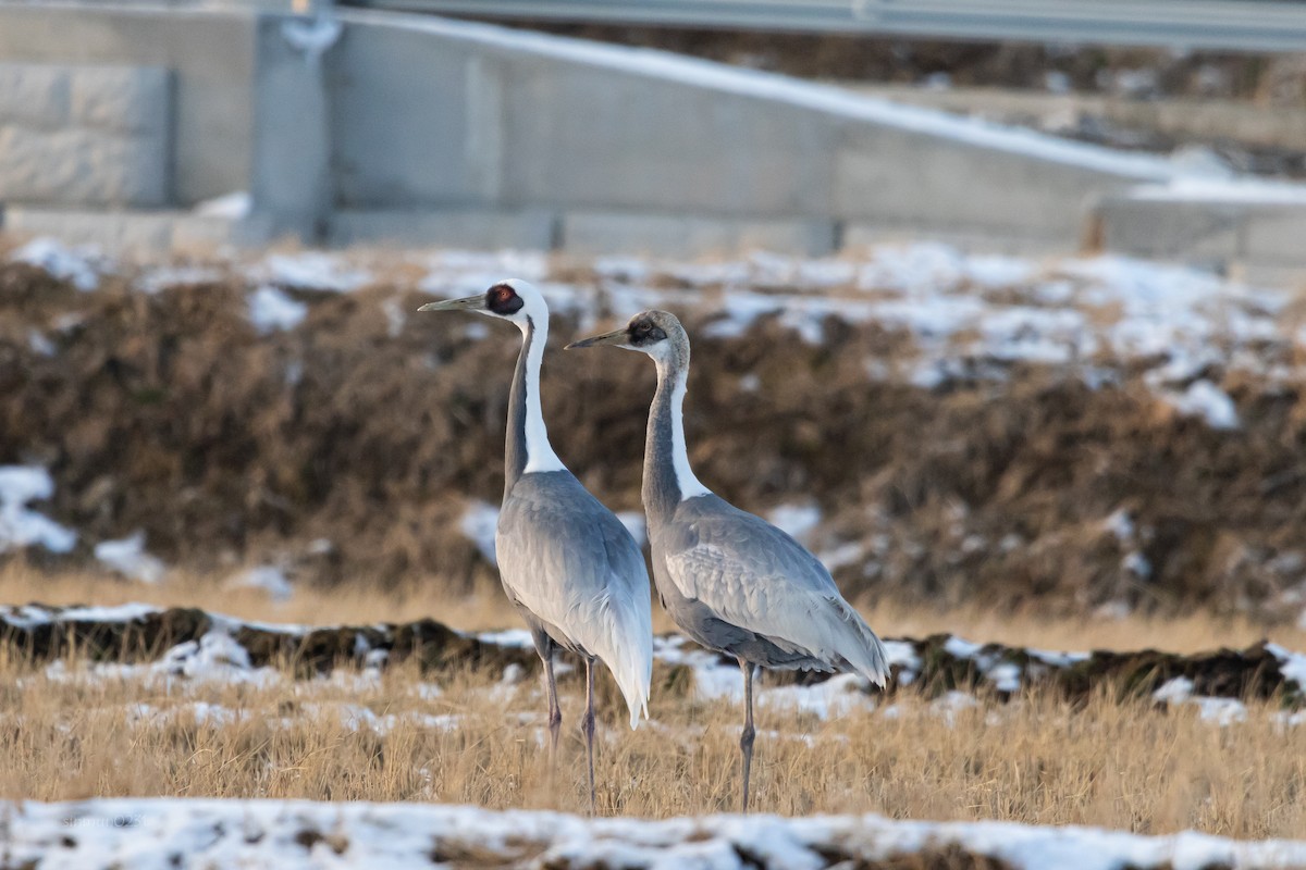 White-naped Crane - ML612863929