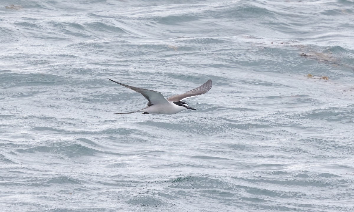 Bridled Tern - Paul Fenwick