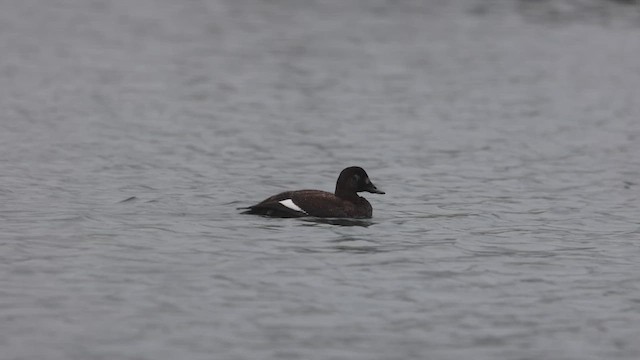 White-winged Scoter - ML612863994