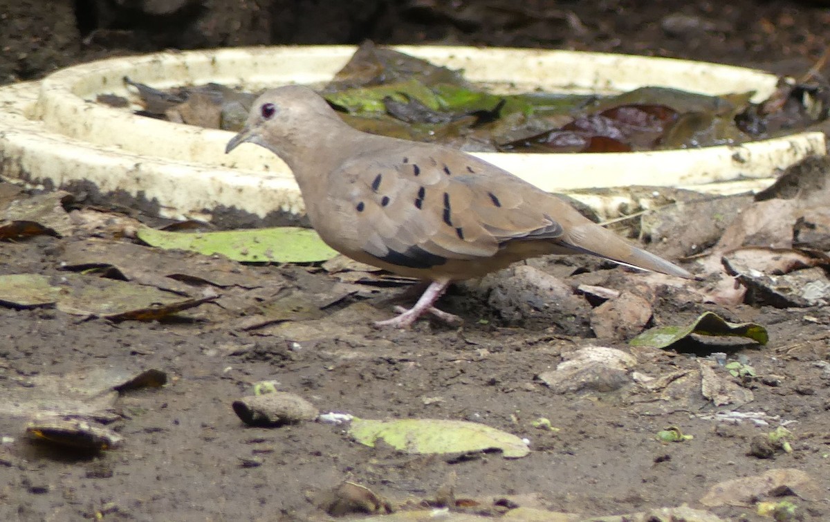 Ecuadorian Ground Dove - ML612864063