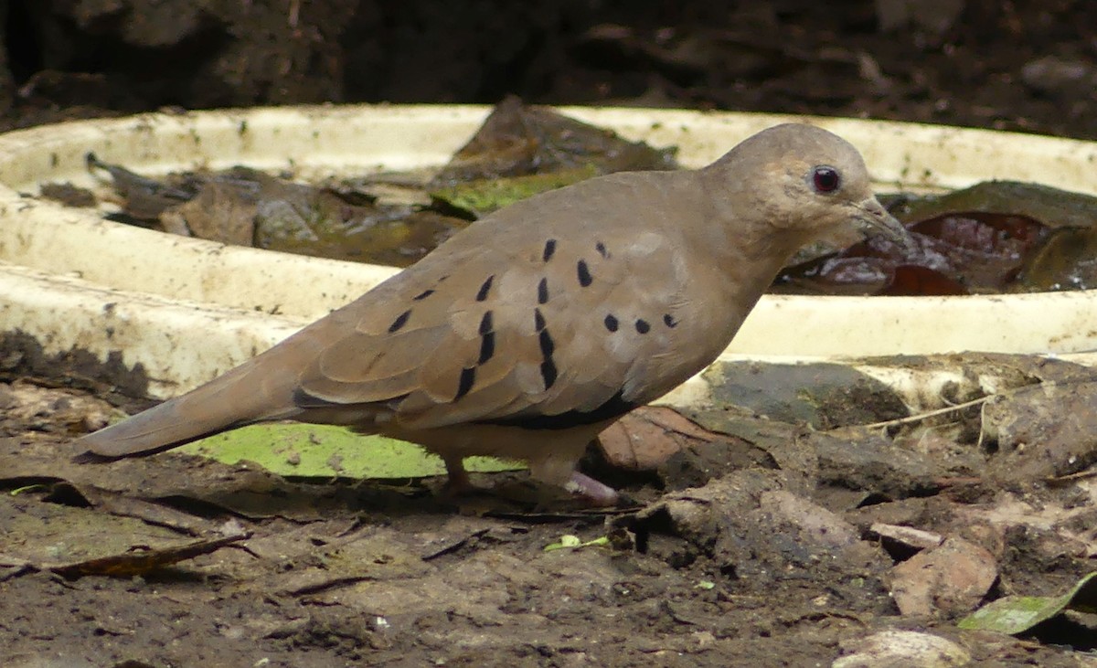 Ecuadorian Ground Dove - ML612864064
