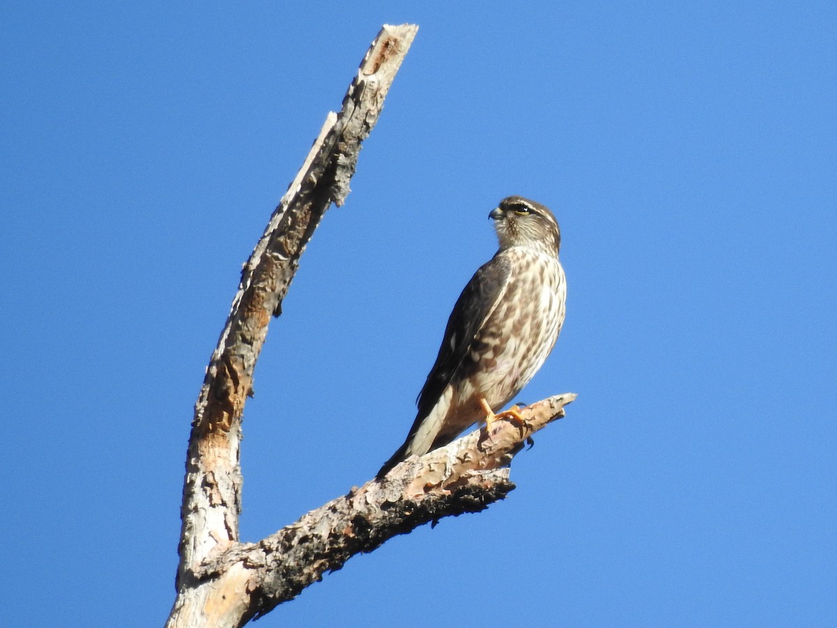 Faucon émerillon (columbarius) - ML612864067