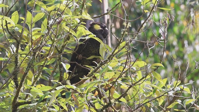 Cacatúa Fúnebre Coliamarilla - ML612864121