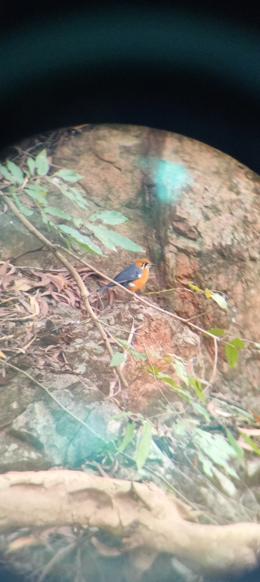 Orange-headed Thrush - ML612864175