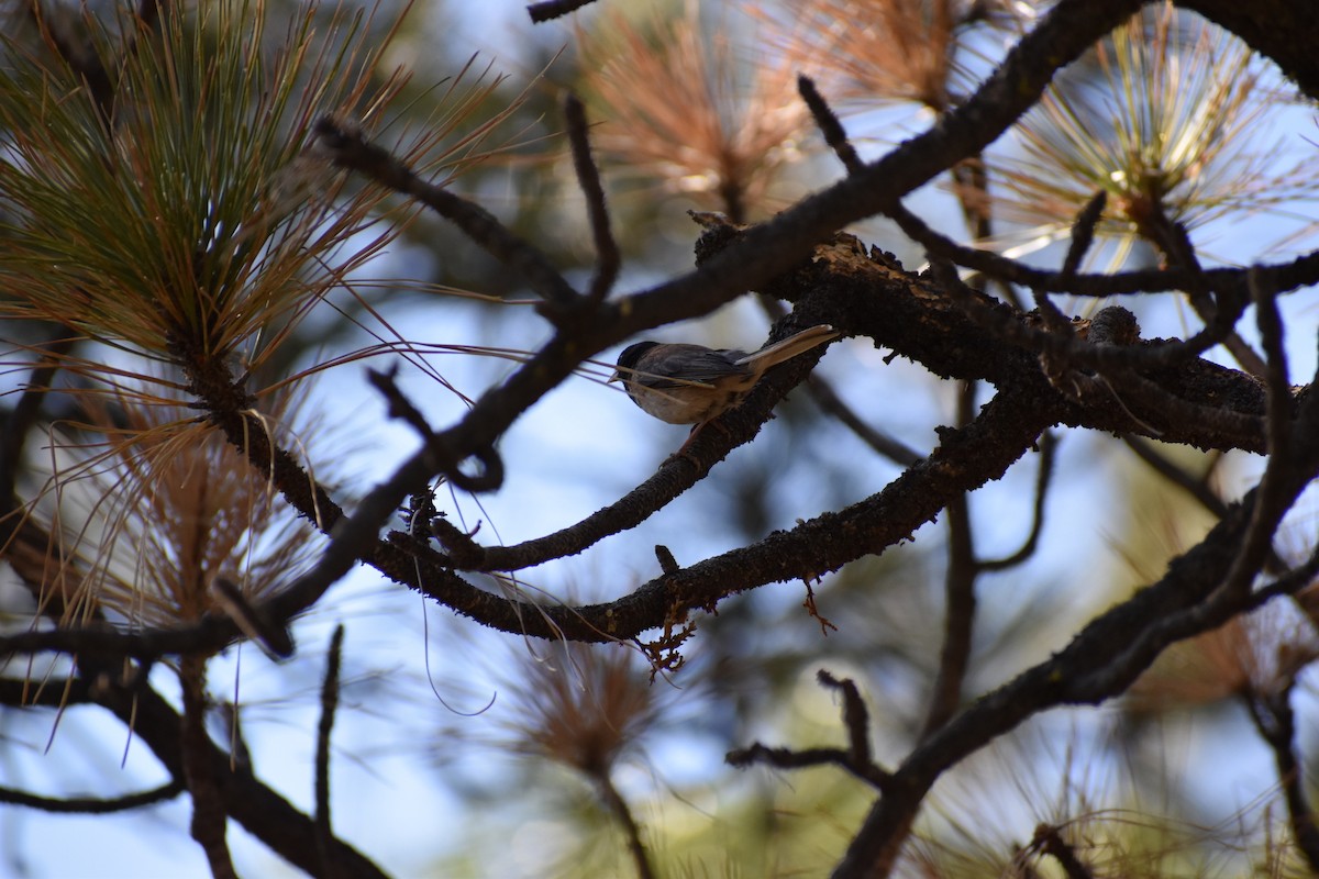 Junco Ojioscuro - ML612864176