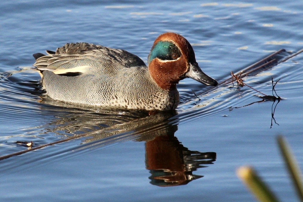 Green-winged Teal - ML612864190